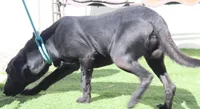 AKC/OFA/DNA STUD, a male Labrador Retriever for sale in Elko, NV – 7 of 7
