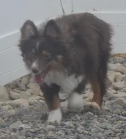 free on spay contract, a female Miniature Australian Shepherd for sale in Elko, NV – 2 of 10