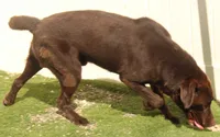 AKC JH STUD FOR SALE, a male Labrador Retriever for sale in Elko, NV – 3 of 7