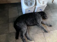 Spayed female , a female Irish Wolfhound for sale in Elko, NV – 2 of 5