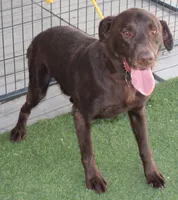 AKC JH STUD FOR SALE, a male Labrador Retriever for sale in Elko, NV – 2 of 7