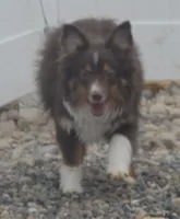 free on spay contract, a female Miniature Australian Shepherd for sale in Elko, NV – 7 of 10