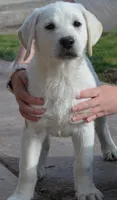 Champion Dad Girl, a female Labrador Retriever for sale in Elko, NV – Photo 4 of 8