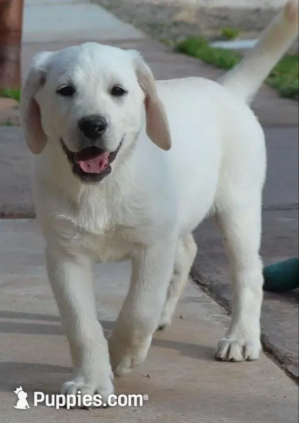 Champion Dad Girl, a female Labrador Retriever for sale in Elko, NV – Photo 1 of 8