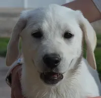 Champion Dad Girl, a female Labrador Retriever for sale in Elko, NV – Photo 2 of 8