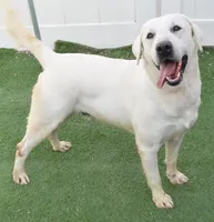 Champion Dad Girl, a female Labrador Retriever for sale in Elko, NV – Photo 7 of 8