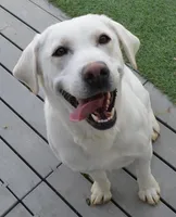 Champion Dad Girl, a female Labrador Retriever for sale in Elko, NV – Photo 8 of 8