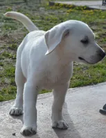 Champion Dad Girl, a female Labrador Retriever for sale in Elko, NV – Photo 5 of 8