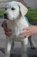 Champion Dad Girl, a female Labrador Retriever for sale in Elko, NV – Photo 6 of 8