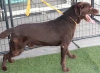 AKC JH STUD FOR SALE, a male Labrador Retriever for sale in Elko, NV – 6 of 7