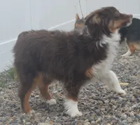 free on spay contract, a female Miniature Australian Shepherd for sale in Elko, NV – 8 of 10