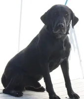 AKC/OFA/DNA STUD, a male Labrador Retriever for sale in Elko, NV – 4 of 7