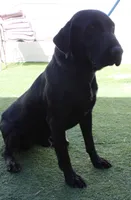AKC/OFA/DNA STUD, a male Labrador Retriever for sale in Elko, NV – 5 of 7