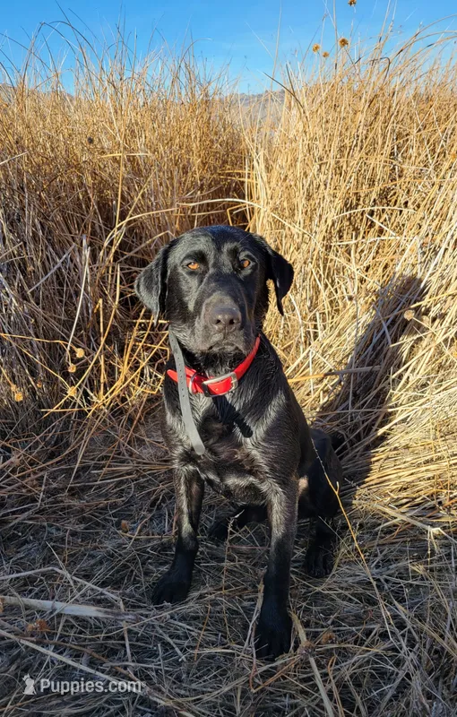 AKC/OFA/DNA STUD – Labrador Retriever puppy for sale in Elko, NV