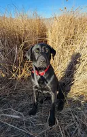AKC/OFA/DNA STUD, a male Labrador Retriever for sale in Elko, NV – 1 of 7