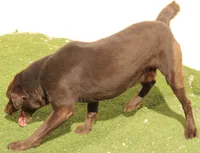 AKC JH STUD FOR SALE, a male Labrador Retriever for sale in Elko, NV – 4 of 7