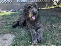 California Wolfhound mix, a female Irish Wolfadoodle for sale in Elko, NV – 6 of 6