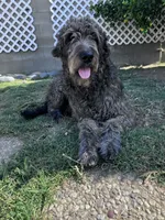California Wolfhound mix, a female Irish Wolfadoodle for sale in Elko, NV – 5 of 6