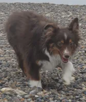 free on spay contract, a female Miniature Australian Shepherd for sale in Elko, NV – 5 of 10