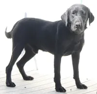 AKC/OFA/DNA STUD, a male Labrador Retriever for sale in Elko, NV – 2 of 7