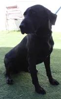 AKC/OFA/DNA STUD, a male Labrador Retriever for sale in Elko, NV – 6 of 7