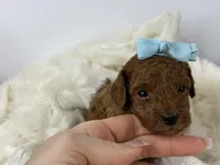 Butterscotch P, a male Poodle - Toy  for sale in Greensboro, NC – Photo 3 of 3