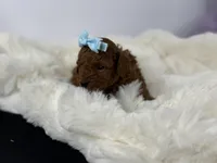 Butterscotch P, a male Poodle - Toy  for sale in Greensboro, NC – Photo 2 of 3