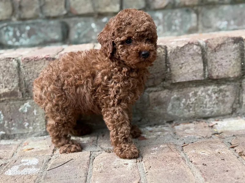 Butterscotch P – Poodle - Toy  puppy for sale in Greensboro, NC