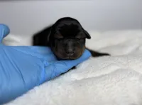 Athena, a female Doberman Pinscher for sale in Greensboro, NC – 1 of 2