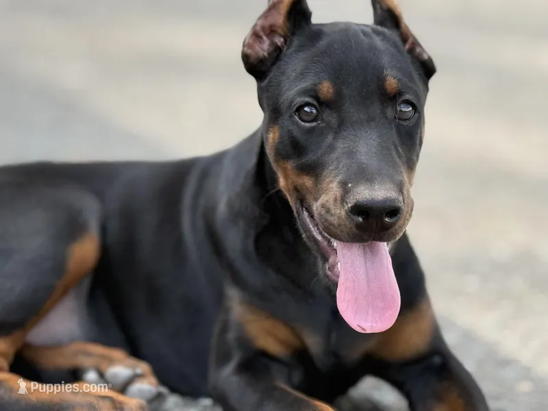 Nadia – Doberman Pinscher puppy for sale in Greensboro, NC