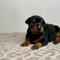 Nadia, a female Doberman Pinscher for sale in Greensboro, NC – Photo 2 of 7