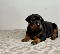 processed/68c5a196-6732-4225-95b3-19ad0ee60d71/listing/04007b6c-3587-482e-b955-e9dbdbc59196/0e46ddd8-0df4-415e-b3fb-f69b21a7b922