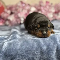 Nadia, a female Doberman Pinscher for sale in Greensboro, NC – Photo 4 of 7