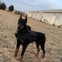 Nadia, a female Doberman Pinscher for sale in Greensboro, NC – Photo 6 of 7