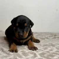 Nadia, a female Doberman Pinscher for sale in Greensboro, NC – Photo 1 of 7