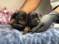 processed/68c5a196-6732-4225-95b3-19ad0ee60d71/listing/04007b6c-3587-482e-b955-e9dbdbc59196/ec6678fa-18e9-4bda-891b-17218388794d