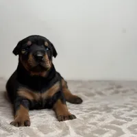 Nadia, a female Doberman Pinscher for sale in Greensboro, NC – Photo 3 of 7