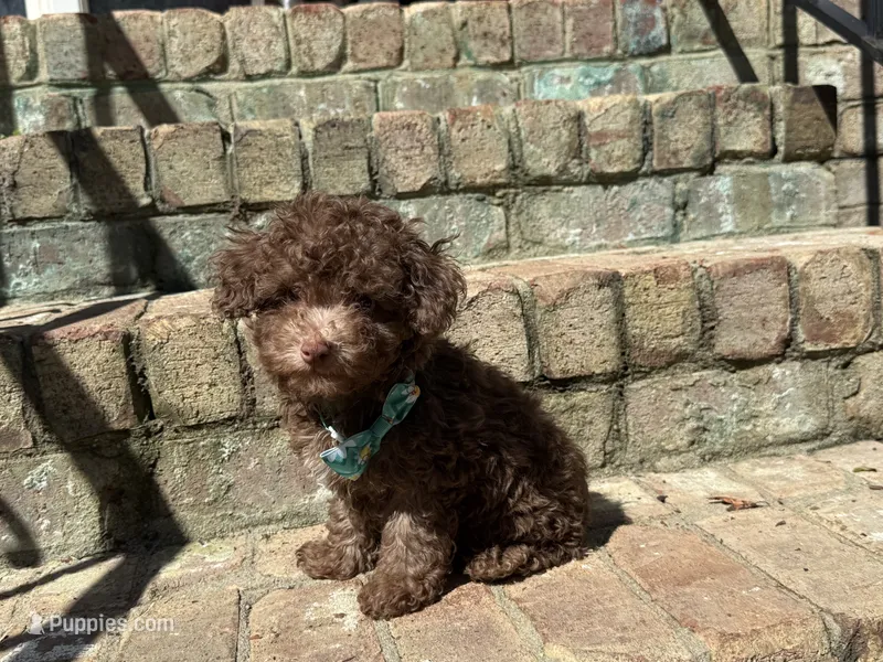 Mocha – Poodle - Miniature  puppy for sale in Greensboro, NC