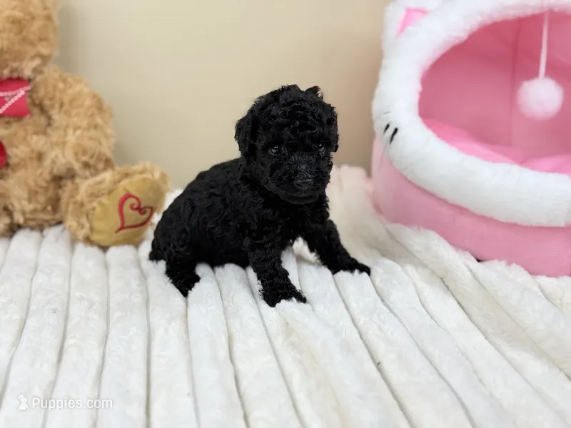 Bentley – Poodle - Toy  puppy for sale in Greensboro, NC