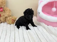 Bentley, a male Poodle - Toy  for sale in Greensboro, NC – 1 of 4