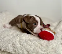 Cali, a female American Bully for sale in Greensboro, NC – Photo 2 of 3