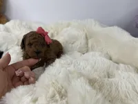 Cinnamon P, a female Poodle - Toy  for sale in Greensboro, NC – Photo 1 of 3