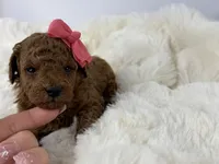 Cinnamon P, a female Poodle - Toy  for sale in Greensboro, NC – Photo 3 of 3