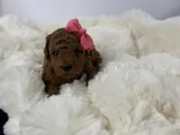 Cinnamon P, a female Poodle - Toy  for sale in Greensboro, NC – Photo 2 of 3