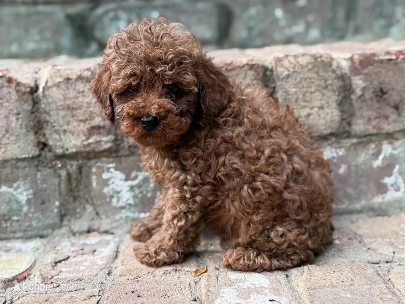 Cinnamon P – Poodle - Toy  puppy for sale in Greensboro, NC