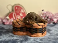 Viktor (EUROPEAN), a male Doberman Pinscher for sale in Greensboro, NC – Photo 4 of 7