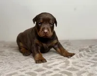 Viktor (EUROPEAN), a male Doberman Pinscher for sale in Greensboro, NC – Photo 1 of 7