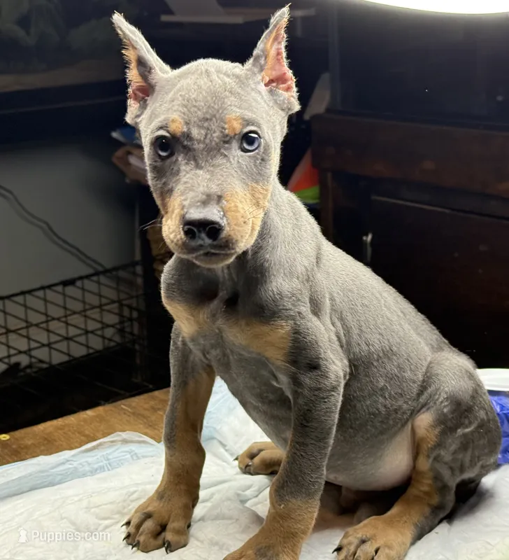 Slate – Doberman Pinscher puppy for sale in Greensboro, NC