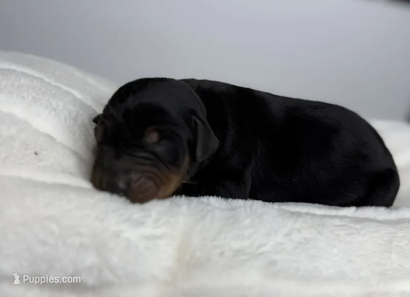 Kobe – Doberman Pinscher puppy for sale in Greensboro, NC