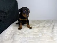 Kobe, a male Doberman Pinscher for sale in Greensboro, NC – 3 of 5